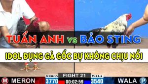 Trận 21 CPC2 15/10/2024 - Anh Bảo Sting Thất Thủ Trước Anh Tuấn Anh