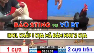 Trận 28 CPC2 27/10/2024 - Gà Anh Bảo Sting Chấp 1 Cựa Mà Đâm Ớn Lạnh