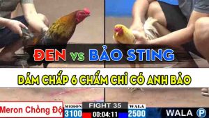 Trận 35 CPC2 11/10/2024 - Gà Anh Đen Chồng Độ, Anh Bảo Sting Chấp 6 Chấm