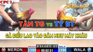 Trận 37 CPC1 07/10/2024 - Gà Anh Tân Tiền Giang Đá Đâm Như Máy Khâu