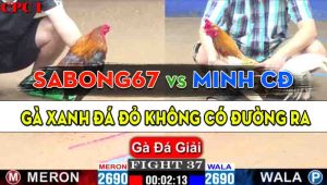 Trận 37 Giải CPC1 28/10/2024 - Anh Minh Châu Đốc Hạ Gọn Sabong67