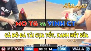 Trận 4 CPC3 01/10/2024 - Gà Anh Mo Tiền Giang Tải Cựa Quá Hay