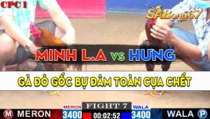 Trận 7 CPC1 08/10/2024 - Gà Hiệu Anh Minh Long An Đâm Toàn Cựa Hiểm