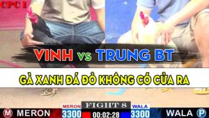 Trận 8 CPC1 10/10/2024 - Gà Anh Trung Bến Tre Đá Đâm Quá Dã Man