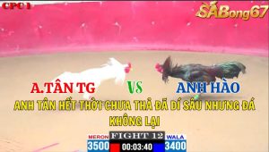 Trận 12 CPC1 4/11/2024-Anh Tân Hết Thời Chưa Thả Đã Dí Sâu Nhưng Đá Không Lại