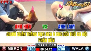 TRẬN 13 CPC1 18/11/2024-Hàng Hiếm Chân Trắng,Mỏ Trắng,Cựa Đen