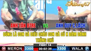 TRẬN 14 CPC3 20/11/2024-Gà Cú Là Chú Con Gà Điều