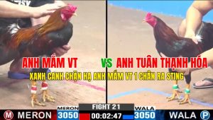 Trận 21 CPC3 1/11/2024-Xanh Canh Chặn Hạ Anh Mắm VT 1 Chân Ra Sting