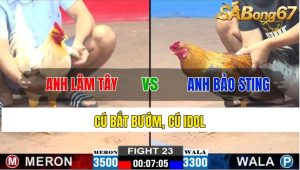 TRẬN 23 CPC2 29/11/2024 giữa anh Lâm Tây (gà đỏ 3500g) vs anh Bảo Sting (gà xanh 3300g).Đỏ ăn 8 xổ 50 triệu.