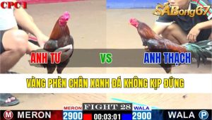 Trận 28 CPC1 5/11/2024-Vàng Phèn Chân Xanh Đá Không Kịp Đứng