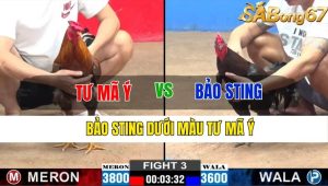 TRẬN 3 CPC2 13/11/2024-BẢO STING DƯỚI MÀU TƯ MÃ Ý