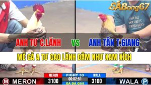 TRẬN 33 CPC3 19/11/2024-Mẽ Gà Anh Tư Cao Lãnh Đâm Như Chỉa