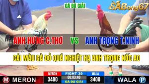 Trận 39 CPC3 9/11/2024 : GÀ ĐÁ GIẢI