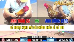 TRẬN 48 CPC3 14/11/2024-Gà Ngoại Hạng Mà Đá Như Gà Tre