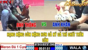 TRẬN 56 CPC1 12/11/2024-Nặng Hơn Cả Ký Gà