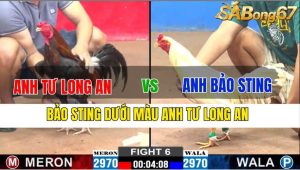 TRẬN 6 CPC2 20/11/2024-Bảo Sting Dưới Màu Anh Tư Long An