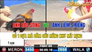 Trận 69 CPC3 9/11/2024-Đỏ 1 Cựa Mà Đâm Sầu Riêng Như Mít Rụng