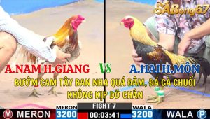 Trận 7 CPC3 4/11/2024-Bướm Cam Tây Ban Nha Quá Đâm,Đá Gà Chuối Không Kịp Dỡ Chân